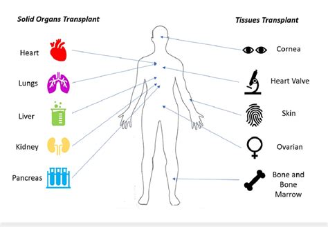 Different Organs And Tissues That Can Be Transplanted The Figure Is