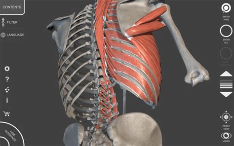 Anatomie : Dos & Thorax 3E5 - DaftSex HD