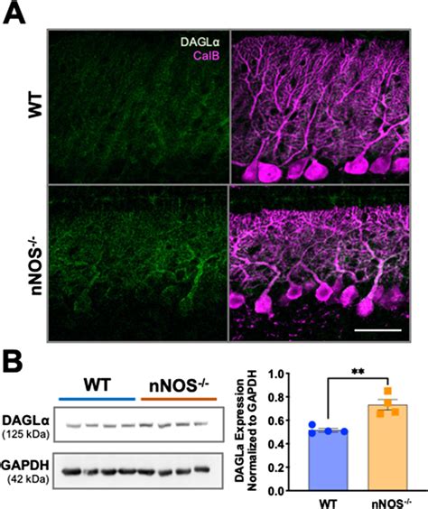 DAGLα expression is significantly upregulated in 2 W nNOS cerebella