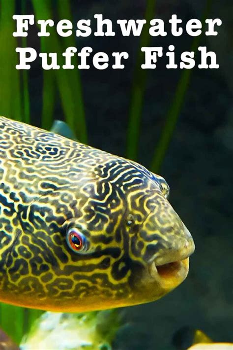 Freshwater Puffer Fish - Breeds, Care and Temperament