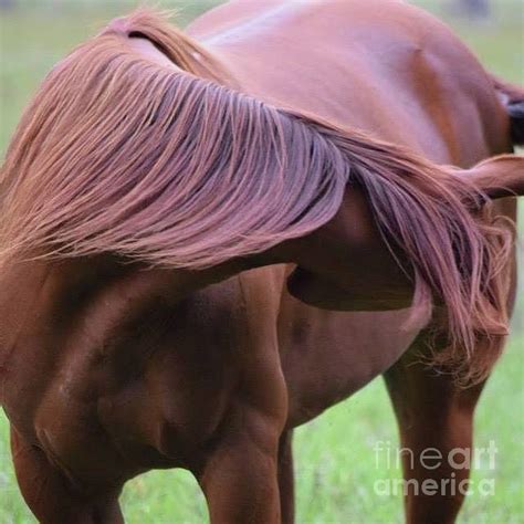 Horse Turning Head Photograph By Marquelle Wohlford Pixels