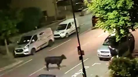 Staines Police Driver Who Rammed Cow Removed From Duty Bbc News