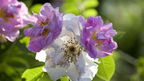 Alles Ber Rosen Von Verschiedenen Sorten Bis Zur Pflege