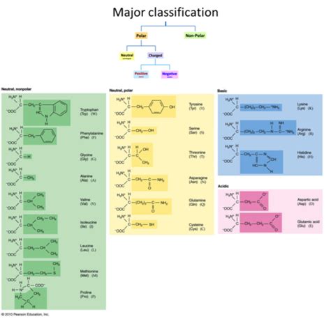 Biochem Amino Acids Flashcards Quizlet