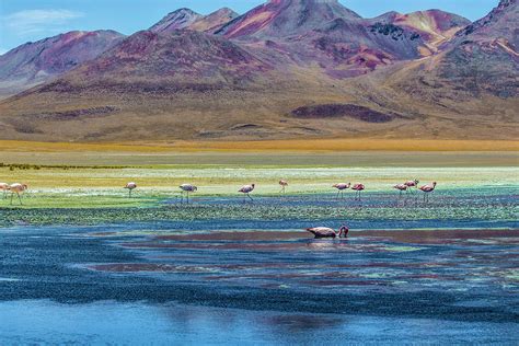 Flamingos Salar Uyuni Bolivia Photograph By Venetia Featherstone