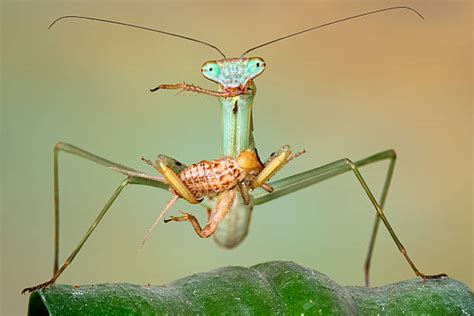 Praying Mantis Pictures, Images and Stock Photos - iStock