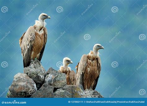 Group of Vultures. Griffon Vulture, Gyps Fulvus, Big Birds of Prey ...