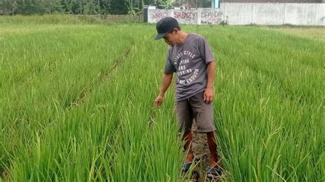 238 Hektare Sawah Di Lebak Banten Terancam Gagal Panen Akibat Kekeringan