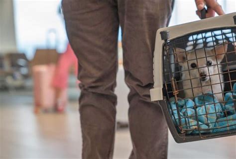 Governo anuncia medidas para facilitar entrada de cães e gatos vindos