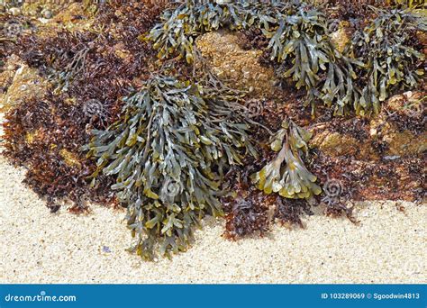 Rockweed Brown Algae