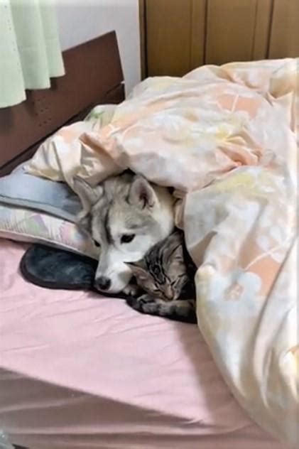 お布団の中で寄り添う子猫と犬にほっこり 「ぬくぬくにゃー」「一緒に添い寝したい」ライフ社会総合デイリースポーツ Online