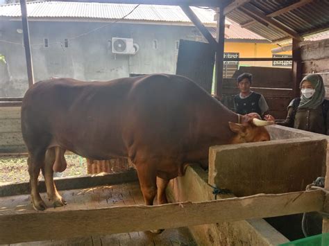 Sapi Kurban Jokowi Seharga Rp Juta Beli Di Polman Sembelih Di