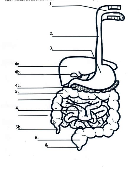 Digestive System And Digestive System Diagram Diagram Quizlet