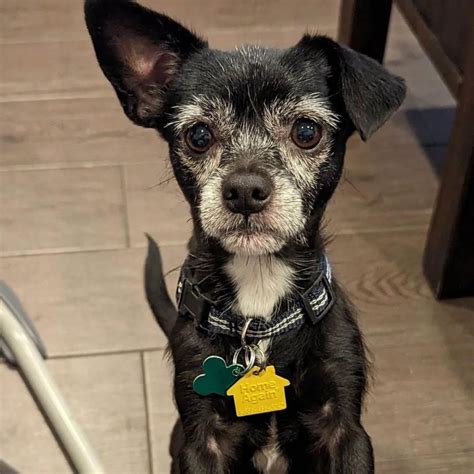 Urinar Toda Hora Em Pouca Quantidade - Adopt Mardi - Chihuahua Mix in Miami, FL | Chihuahua mix rescue pet ...