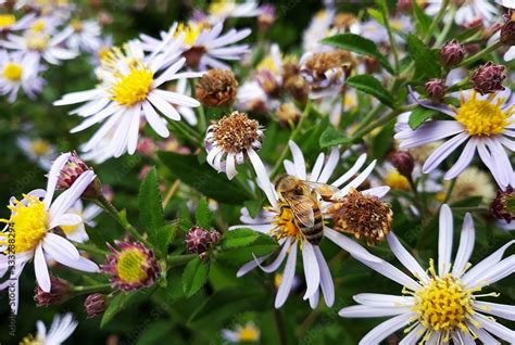 White Flowers Of Symphyotrichum Pilosum Commonly Called The Hairy