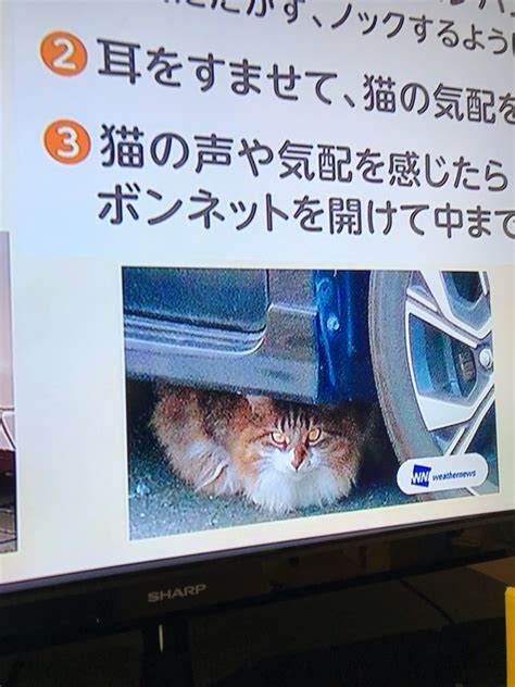 猫の日 今日も空は蒼