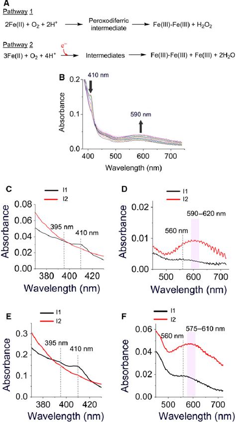 UV Visible Stopped Flow Spectroscopy Suggests The Presence Of A New