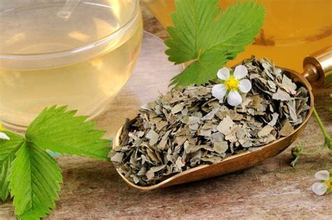Лист земляники лесной на фото, описание, как выглядит и отличить от ...