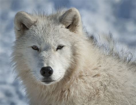 Parc Omega Bill Reid Photography