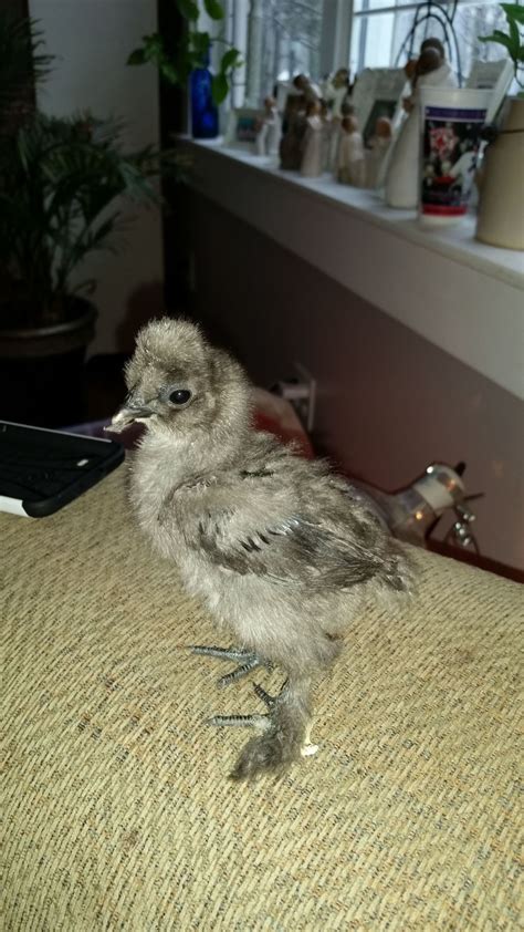 Sexing 4 Week Old Silkie Backyard Chickens Learn How To Raise Chickens