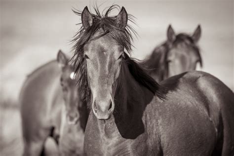 Wild Horse Herds – Kimerlee Curyl Wild Horse Photography