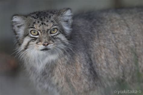 ユキたか On Twitter ハニーちゃん♪ 東山動植物園 マヌルネコ ハニー