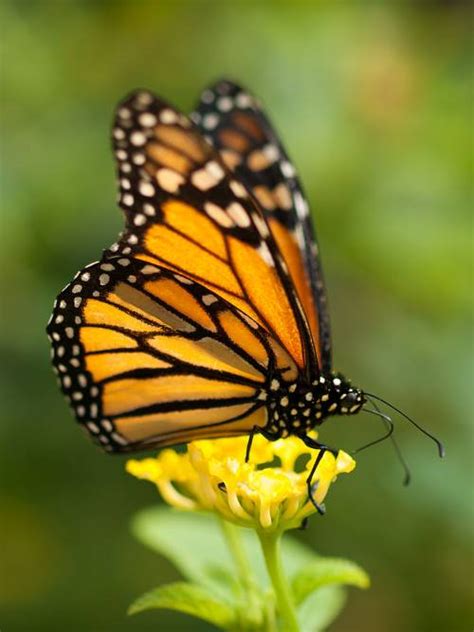 Monarch Butterfly Facts For Kids Interesting Information About