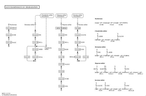 Kegg Pathway Glycosaminoglycan Degradation Reference Pathway