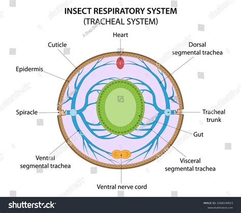 10 Imágenes Fotos De Stock Objetos En 3d Y Vectores Sobre Respiratory System Of Invertebrates