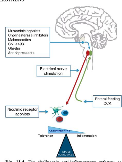 Figure 111 From The Clinical Importance Of The Anti Inflammatory