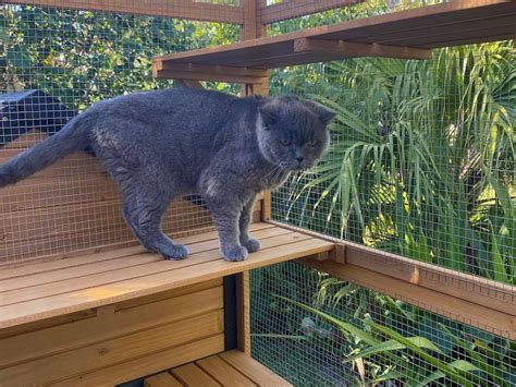 Stacey Cat Enclosure - Premium Multi-Level Cat Enclosure