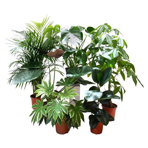 Conjunto De Plantas Refrescantes Bioma Plants