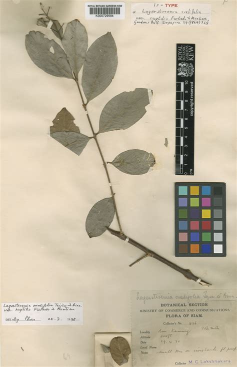 Lagerstroemia Ovalifolia Teijsm Binn Plants Of The World Online