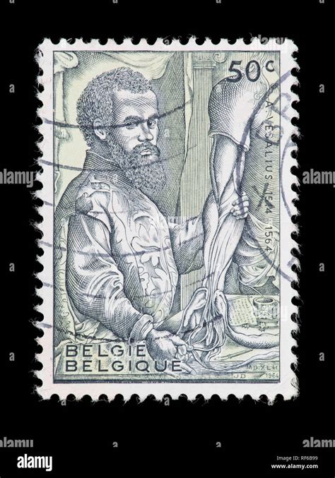 Postage Stamp From Belgium Depicting Andreas Vesalius Anatomist Stock