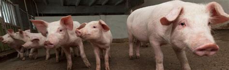 Amazon HOT SHOT Livestock Sorting Paddles Cattle Sorting Paddle Livestock Handling