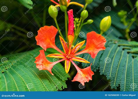 macro  delonix regia  royal poinciana  gulmohar flower royalty