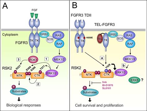 New Insights Into RSK Activation And Hematopoietic Cancer Cancer Cell