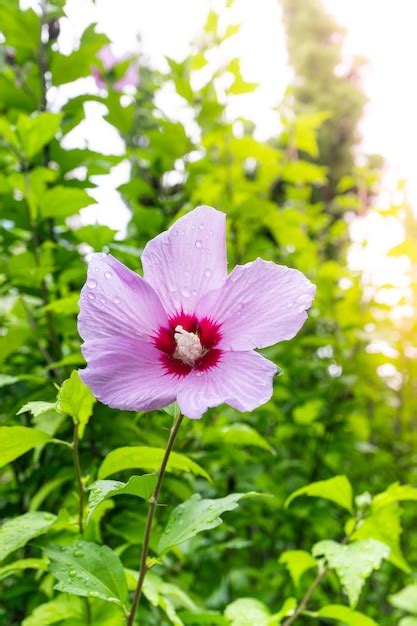 Premium Photo Korean National Flower In The Name Rose Of Sharon Or