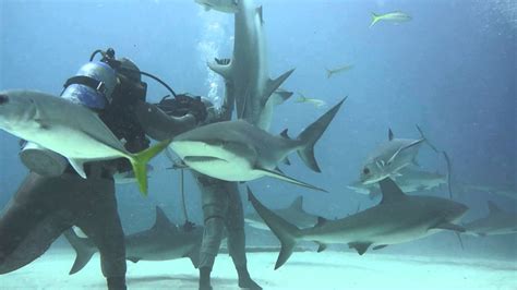 Diver Holds Shark Upside Down Youtube