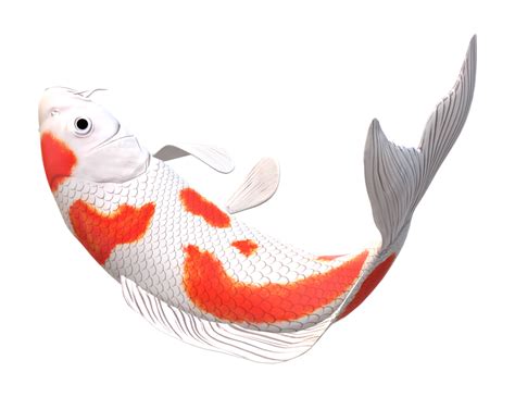 Koi Carpa Pescado Aislado En Un Transparente Antecedentes Png