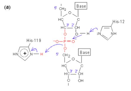 Lecture 8: Rnase Diagram | Quizlet