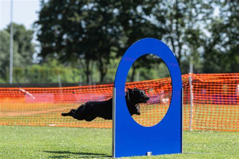 Verein Der Hundefreunde Aalen Kurse Wettkampf Ausbildung