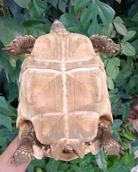 Female Sulcata Tortoise