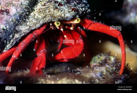 Scarlet Reef Hermit Crab Hi Res Stock Photography And Images Alamy