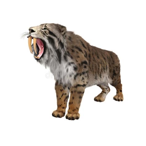 Sabre Toothed Tiger Background Stock Illustrations 35 Sabre Toothed