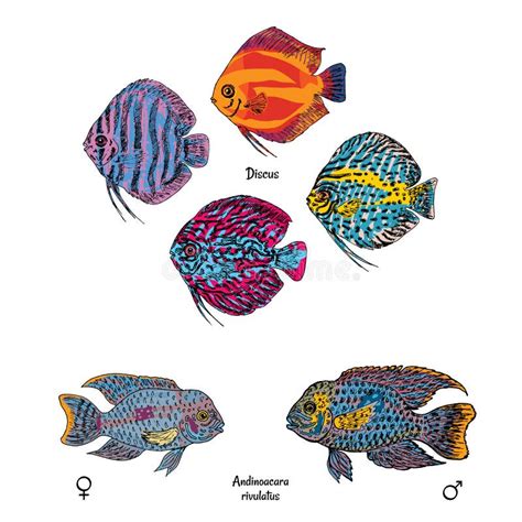 Great Aquarium Fishes Set In Colorful Drawing Style On White Stock