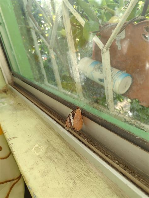 Plain Purplewing From Guayacan La Lomita Palenque Chis M Xico