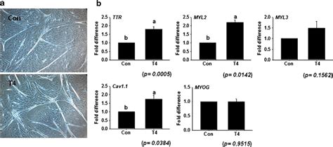 Myotube Formation And Gene Expression By T Treatment Day Mscs