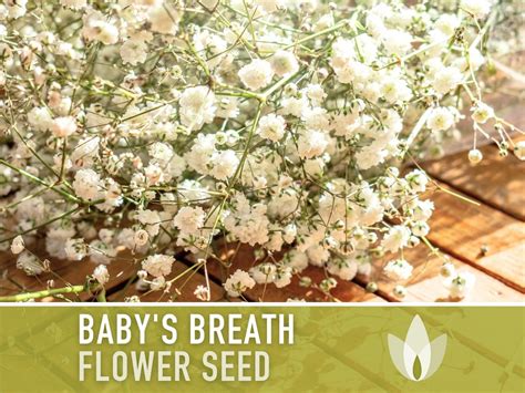 Baby S Breath Annual Flower Seeds Heirloom Seeds Wedding Flowers