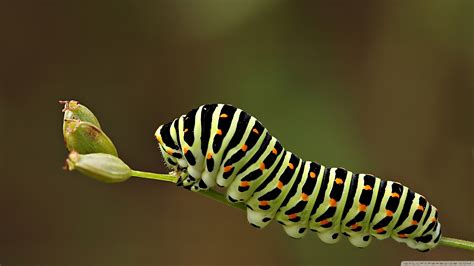 Caterpillar Wallpapers Pictures Images